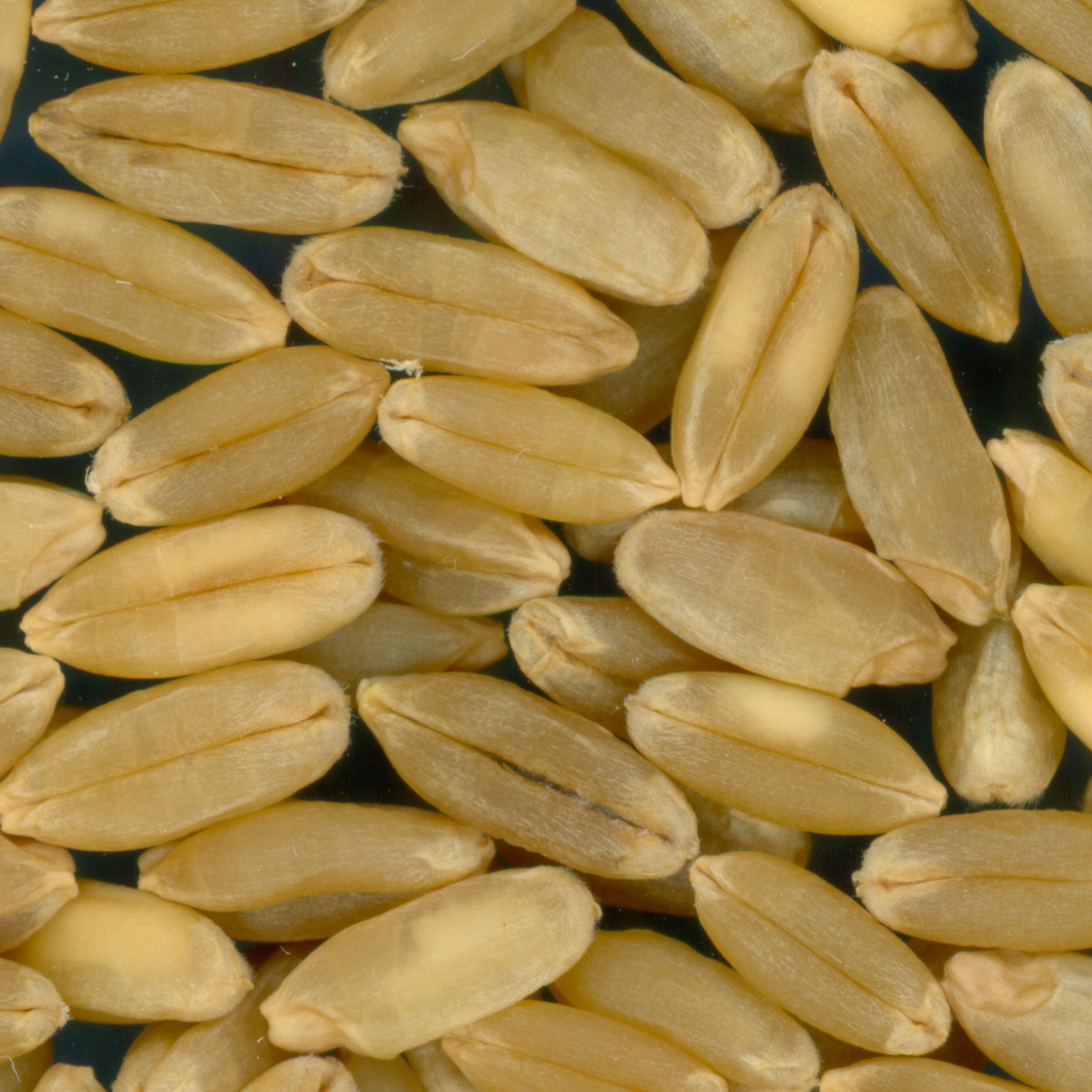 KERNELS